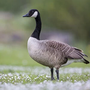 Canada Goose (Branta canadensis), Newcastle, United Kingdom