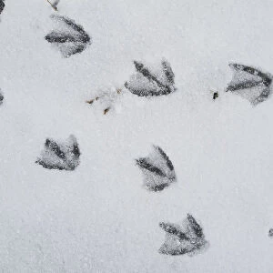 Canada Goose (Branta canadensis) tracks in snow, Alaska