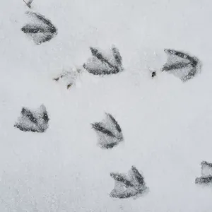 Kanada-Gans (Branta canadensis) spurrt im Schnee, Alaska Kanada-Gans (Branta canadensis) spurrt im Schnee, Alaska