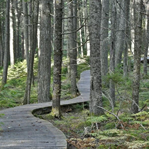 Canadian Hemlock (Tsuga canadensis) old growth forest and trail, Kejimkujik National Park