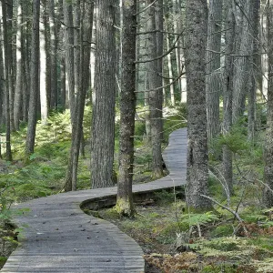 Kanadierfarn (Tsuga canadensis), alter Wachstumswald und Wanderweg im Kanada-Nationalpark Kejimkujik Kanadierfarn (Tsuga canadensis), alter Wachstumswald und Wanderweg im Kanada-Nationalpark Kejimkujik