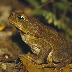 Cane Toad (Bufo marinus) Camouflaged Print Cane Toad (Bufo marinus) Camouflaged Print