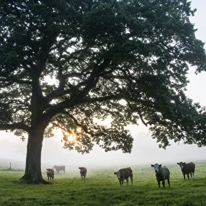 Cattle (Hereford breed) under oak tree (Quercus robur) in pasture at dawn, Ashdown Forest, Sussex, United Kingdom