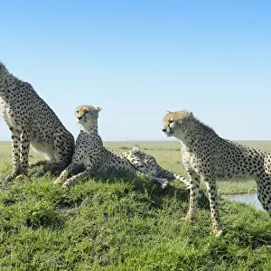 Cheetah (Acinonix jubatus) on hill in savanna, close up with wide angle, Masai Mara