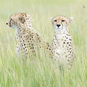Two Cheetah (Acinonix jubatus) sitting on the look out at savanna