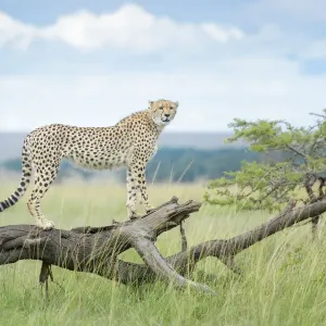 Löwe (Acinonyx jubatus), auf gefallenem Baum stehend, in der Msai-Mara-Nationalparkreservat Kenia Löwe (Acinonyx jubatus), auf gefallenem Baum stehend, in der Msai-Mara-Nationalparkreservat Kenia