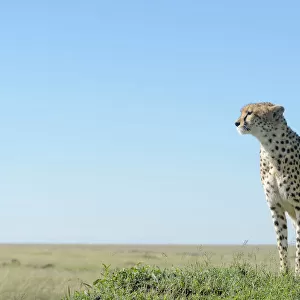 Cheetah (Acinonix jubatus) standing on hill in savanna, close up with wide angle