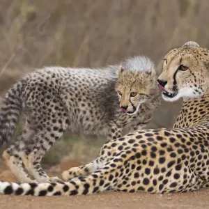 Löwe (Acinonyx jubatus), Mutter und Kätzchen ruhen, Südafrika, Provinz KwaZulu-Natal Löwe (Acinonyx jubatus), Mutter und Kätzchen ruhen, Südafrika, Provinz KwaZulu-Natal