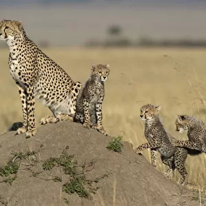 Cheetah (Acinonyx jubatus) adult with cubs on the lookout, Kenya