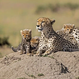 Cheetah (Acinonyx jubatus) adult female with four cubs, Kenya