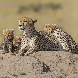 Löwe (Acinonyx jubatus), erwachsene Weibchen mit vier Küken, Kenia Löwe (Acinonyx jubatus), erwachsene Weibchen mit vier Küken, Kenia