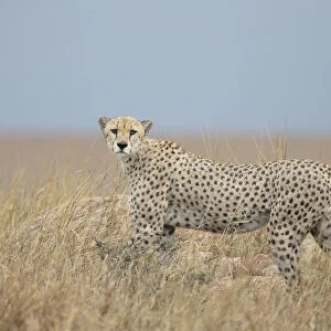 Cheetah (Acinonyx jubatus) adult male gazing towards the photographer on grassy plains