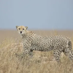 Luchs (Acinonyx jubatus), erwachsener männlicher Luchs, blickt den Fotografen auf wechselndem Grasland Luchs (Acinonyx jubatus), erwachsener männlicher Luchs, blickt den Fotografen auf wechselndem Grasland