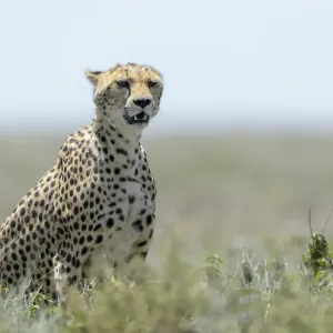 Löwe (Acinonyx jubatus), erwachsener sitzt auf der Savanne und beobachtet die Beute Löwe (Acinonyx jubatus), erwachsener sitzt auf der Savanne und beobachtet die Beute