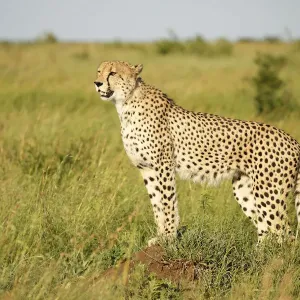 Löwe (Acinonyx jubatus), erwachsene Stellung im Grasland, sucht nach Beute Löwe (Acinonyx jubatus), erwachsene Stellung im Grasland, sucht nach Beute