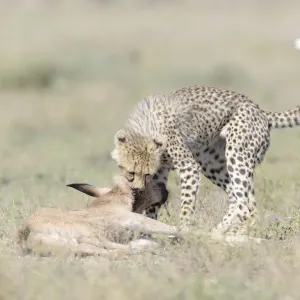 Cheetah (Acinonyx jubatus) Käfigtöter tötet einen gerecht von der Mutter gejagtem Blauen Wildebeests Cheetah (Acinonyx jubatus) Käfigtöter tötet einen gerecht von der Mutter gejagtem Blauen Wildebeests