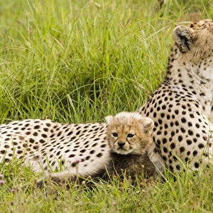 Cheetah (Acinonyx jubatus) with cub laying in the grass, Ngorongoro Conservation Area