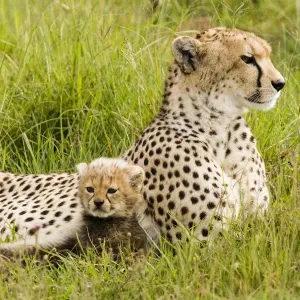 Löwe mit Kuhlen im Gras, Ngorongorokonservat Löwe mit Kuhlen im Gras, Ngorongorokonservat