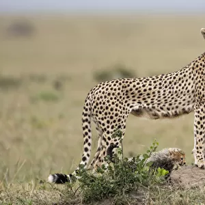 Cheetah (Acinonyx jubatus) with one cub looking over the savanna, Masai Mara National Reserve
