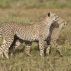 Cheetah (Acinonyx jubatus) und junger Wanderer im Ngorongoro-Konservatium in Tansania Cheetah (Acinonyx jubatus) und junger Wanderer im Ngorongoro-Konservatium in Tansania