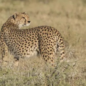 Cheetah (Acinonyx jubatus), im Rücken schauend, Ngorongoro-Konservationsgebiet, Tansania Cheetah (Acinonyx jubatus), im Rücken schauend, Ngorongoro-Konservationsgebiet, Tansania