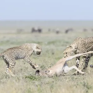 Cheeta (Acinonyx jubatus) Mutter mit Jungen zieht einen gerade getöteten Blauen Wildebeest. Cheeta (Acinonyx jubatus) Mutter mit Jungen zieht einen gerade getöteten Blauen Wildebeest.