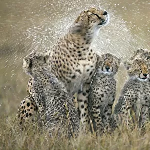 Cheetah (Acinonyx jubatus) mother with her six cubs shaking rain-drenched fur