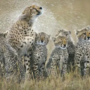 Löwe (Acinonyx jubatus) Mutter mit ihren sechs Kühen, die nassgesättigte Fell schüttelt Löwe (Acinonyx jubatus) Mutter mit ihren sechs Kühen, die nassgesättigte Fell schüttelt