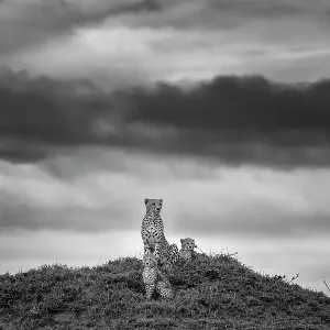 Löwe (Acinonyx jubatus), Mutter mit zwei Jungtieren auf einem Termitenhügel über dem Savannenblick in den Masaimara-Nationalpark im Tal des Rift und der Provinz Kenia