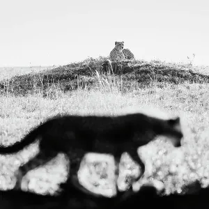 Löwe (Acinonyx jubatus) Mutter beobachtet ihre Jungen während sie auf einer Termitenhügel liegen im Masai-Mara-Nationalpark in der Provinz Rift-Valley in Kenia