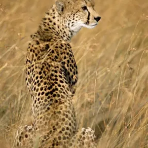 Löwe (Acinonyx jubatus), Porträt, Kenia, Masaischer Reservat des nationalen Parks Löwe (Acinonyx jubatus), Porträt, Kenia, Masaischer Reservat des nationalen Parks