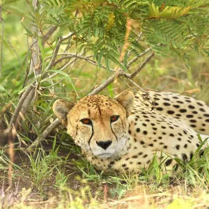 Cheetah (Acinonyx jubatus), ruhtet im Londolozi Game Reservat in Südafrika Cheetah (Acinonyx jubatus), ruhtet im Londolozi Game Reservat in Südafrika
