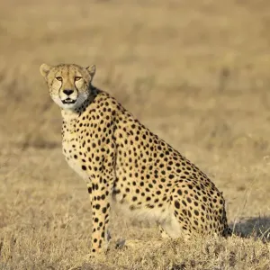 Löwe (Acinonyx jubatus), Seitenansicht, Tansania, Serengeti-Nationalpark, Ndutu Löwe (Acinonyx jubatus), Seitenansicht, Tansania, Serengeti-Nationalpark, Ndutu