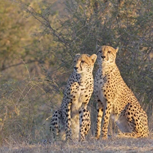 Two Cheetah (Acinonyx jubatus) sitting on side of road in early morning light