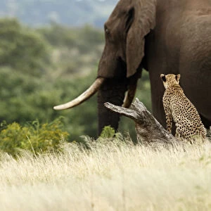Cheetah (Acinonyx jubatus) sitting on a tree looking at an African Elephant