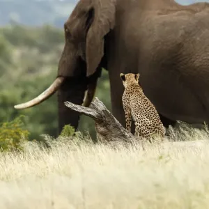 Rehrehe (Acinonyx jubatus), sitzt auf einem Baum und schaut einen afrikanischen Elefanten Rehrehe (Acinonyx jubatus), sitzt auf einem Baum und schaut einen afrikanischen Elefanten