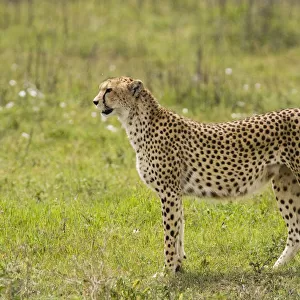 Cheetah (Acinonyx jubatus) standing, Ngorongoro Conservation Area, Tanzania