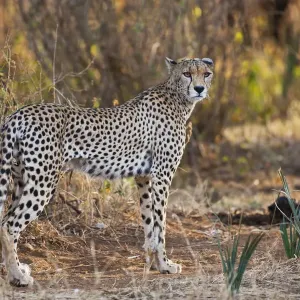 Löwe (Acinonyx jubatus), im Lebensraum stehend, Kenia, Samburu Löwe (Acinonyx jubatus), im Lebensraum stehend, Kenia, Samburu