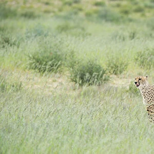 Cheetah (Acinonyx jubatus) standing on the savanna, Kgalagadi Transfrontier Park