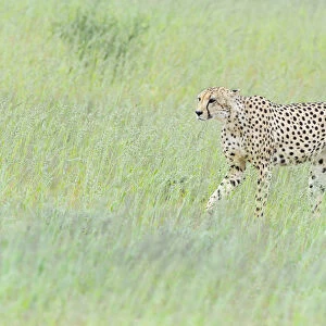 Cheetah (Acinonyx jubatus) waking through the long grass, Kgalagadi Transfrontier Park