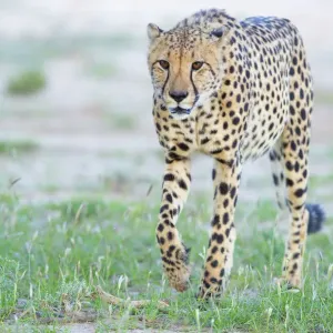 Löwe (Acinonyx jubatus), geht dem Kameraschirm zu, Nationalpark Kgalagadi Transfontier Löwe (Acinonyx jubatus), geht dem Kameraschirm zu, Nationalpark Kgalagadi Transfontier