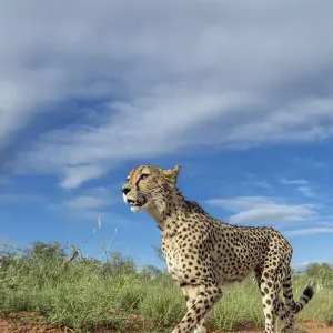 Läuferaffe (Acinonyx jubatus), auf der Straße unterwegs, im Krüger-Nationalpark in Hoedspruit Läuferaffe (Acinonyx jubatus), auf der Straße unterwegs, im Krüger-Nationalpark in Hoedspruit