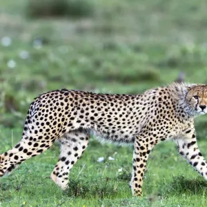 Cheetah (Acinonyx jubatus), auf den Grasländern der Serengeti in Tansania Cheetah (Acinonyx jubatus), auf den Grasländern der Serengeti in Tansania