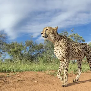 Löwe (Acinonyx jubatus), im Sonnenlicht geht es zu Fuß durch den Krüger-Nationalpark, Hoedspruit Südafrika Löwe (Acinonyx jubatus), im Sonnenlicht geht es zu Fuß durch den Krüger-Nationalpark, Hoedspruit Südafrika