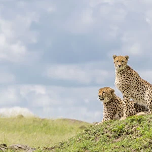 Two Cheetahs (Acinonix jubatus) sitting on a hill, looking over savanna