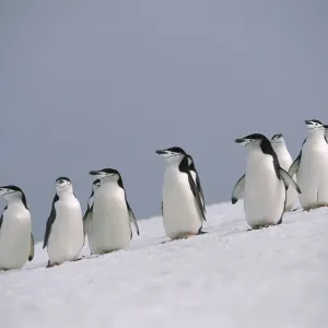 Chinstrap-Pinguin (Pygoscelis antarcticus), Gruppe auf schneebedecktem Hügel in Antarktika Chinstrap-Pinguin (Pygoscelis antarcticus), Gruppe auf schneebedecktem Hügel in Antarktika