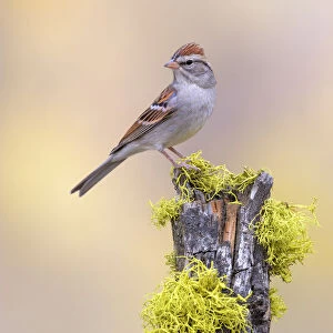 Chipping Sparrow (Spizella passerina), Oregon, USA