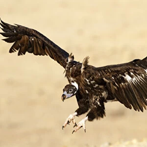 Cinereous Vulture (Aegypius monachus) flying, Castile-La Mancha, Spain