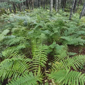 Zimt-Filzmoos (Osmunda cinnamomea), Gruppe im Wald von Nova Scotia, Kanada Zimt-Filzmoos (Osmunda cinnamomea), Gruppe im Wald von Nova Scotia, Kanada