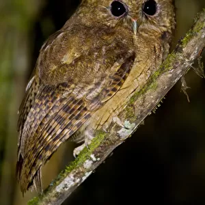 Cinnamon Screech Owl (Megascops petersoni), Abra Patricia Protected Area, Peru